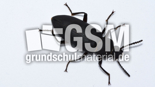 Großer Schwarzkäfer_1.jpg